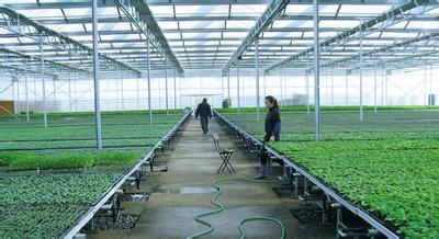 夏季白菜培育移動苗床